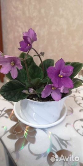 Фиалка, денежное дерево