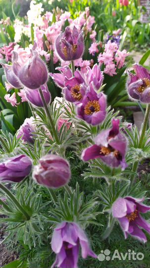 Семена прострела 2023года