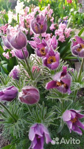 Семена прострела 2023года