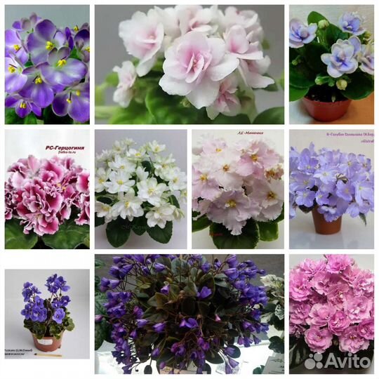 Фиалки листья