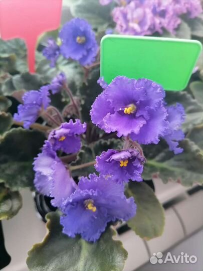 Цветущие фиалки