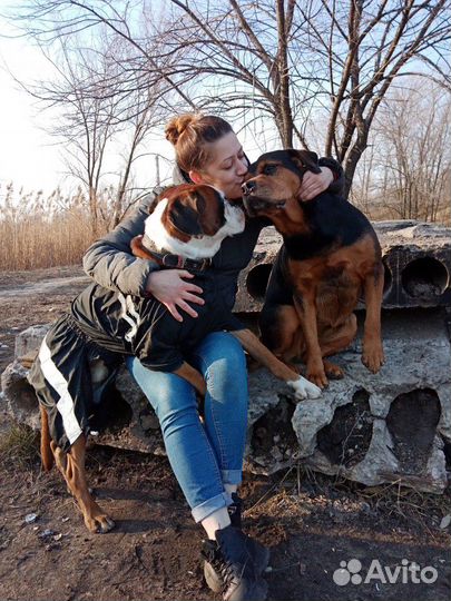 Передержка домашних животных как дома