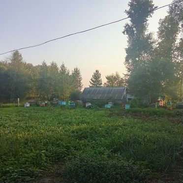 Продам пчелосемьи с ульями