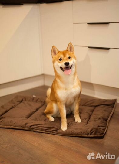 Лежанка для средних собак и мелких оптом