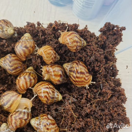 Улитки ахатины