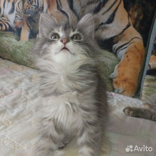 Котята мейн-кун