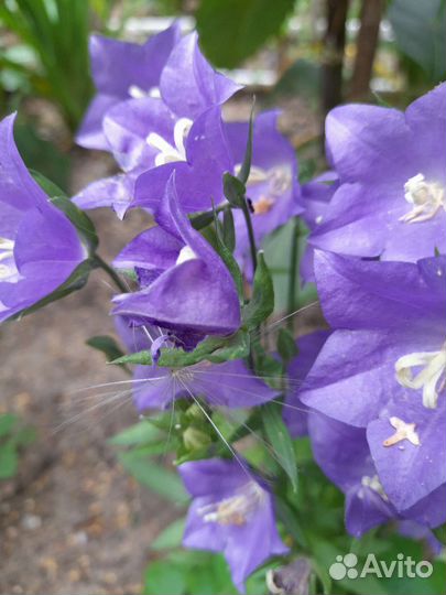 Колокольчик многолетник