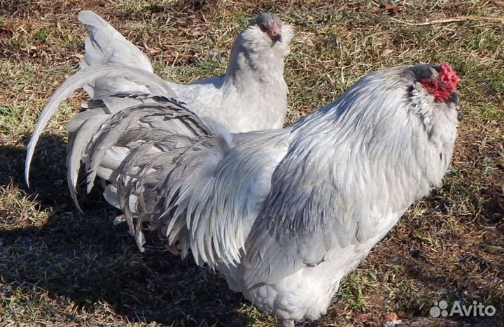 Куры несушки домашние