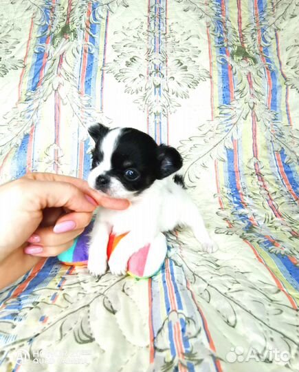 Чихуахуа девочка д/ш