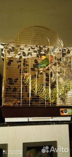 Два попугая неразлучника вместе с большой клеткой