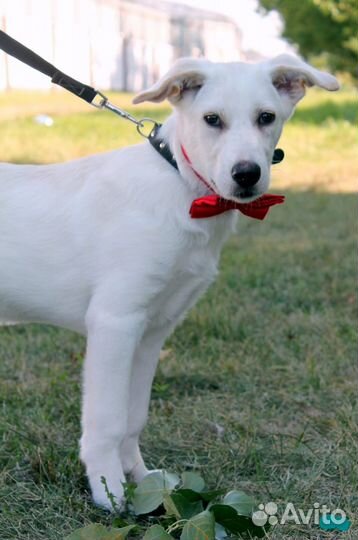 Бруно ищет дом