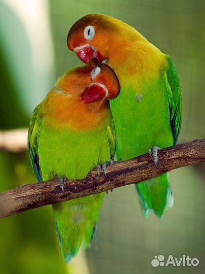 Попугай неразлучники
