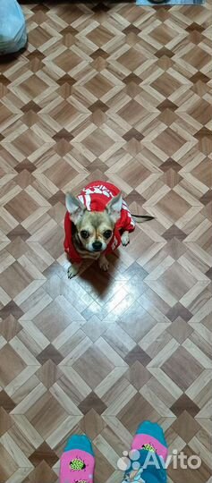 Красавчик чих(вязка)