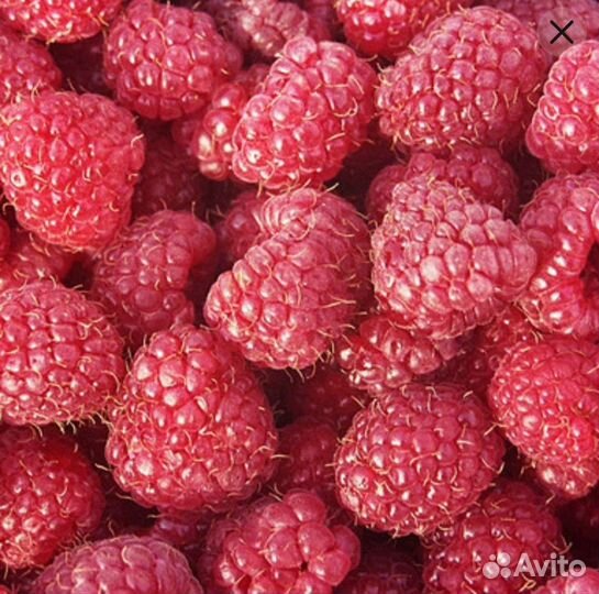 Саженцы малины