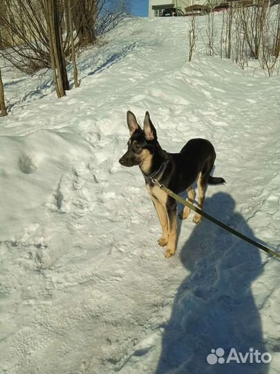 Собаки бесплатно