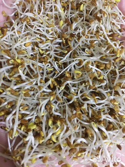 Семена люцерны