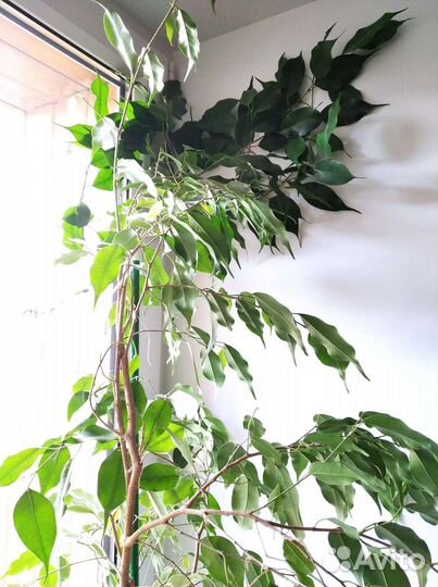 Фикус бенджамина+Опора+Земля