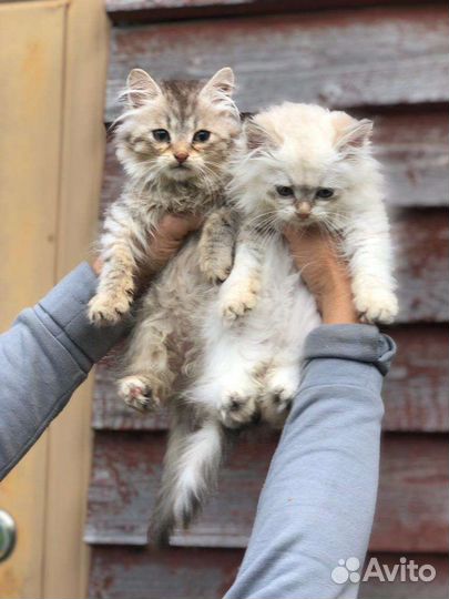 Сибирские котята