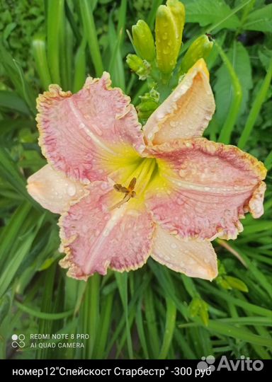 Лилейник 50 сортов