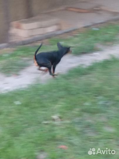 Цвергпинчер ищет подругу для серьёзных отношений