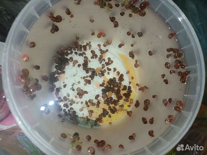 Улитки катушки