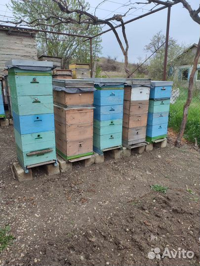 Продам пчело-семьи