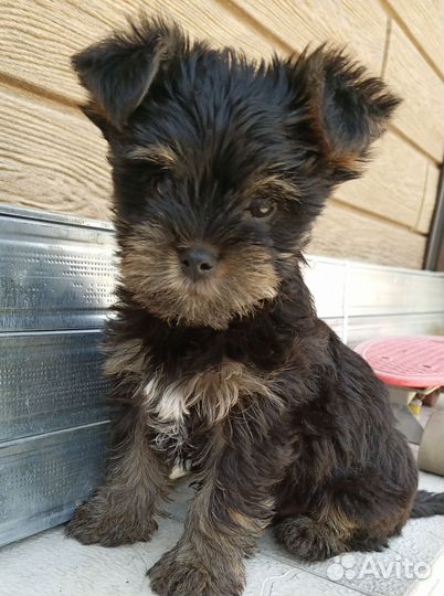 Щенки Йорка