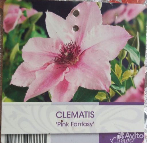 Клематисы, Гейхеры и более 80 видов многолетников