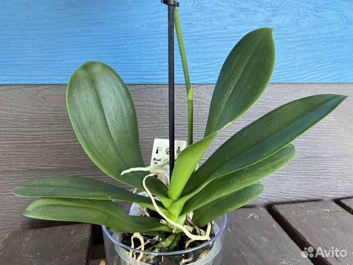 Орхидея фаленопсис