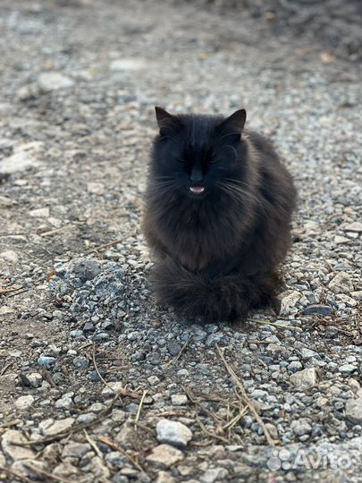 Черный котик 5 мес в добрые руки
