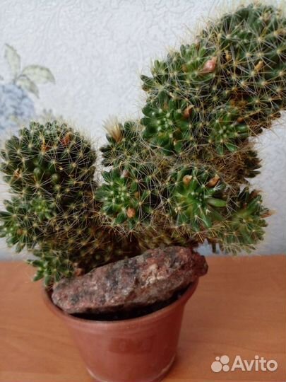 Кактус мамиллярия