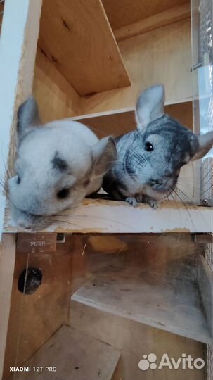 Шиншиллы пара