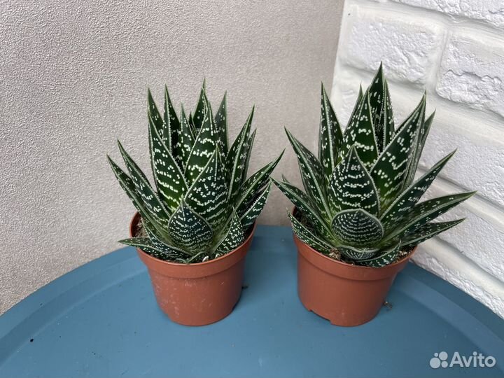 Суккуленты хавортия комнатные цветы