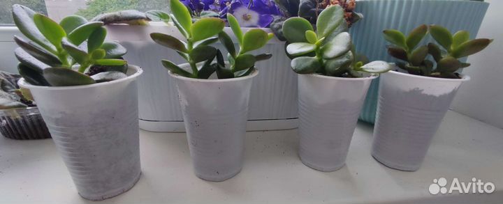 Крассула (Толстянка)