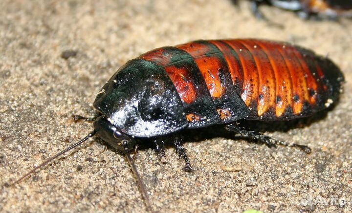 Кормовые насекомые от разводчика