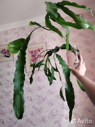 Эпифилум (огромная веточка)