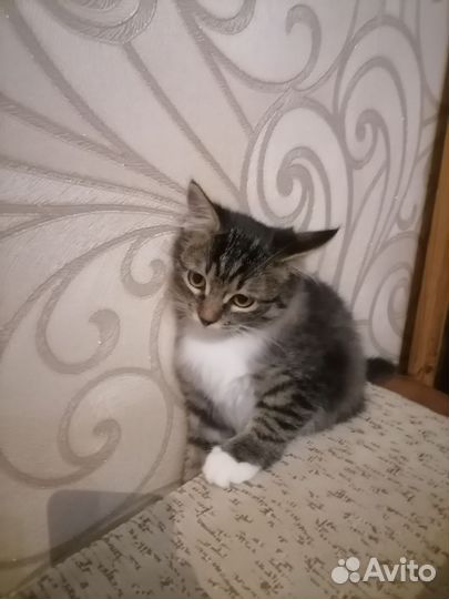 Котенок