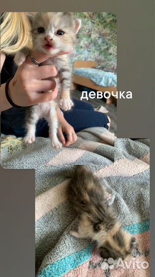 Котята