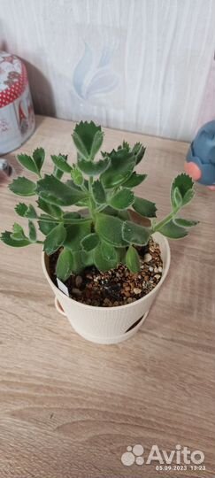 Суккуленты