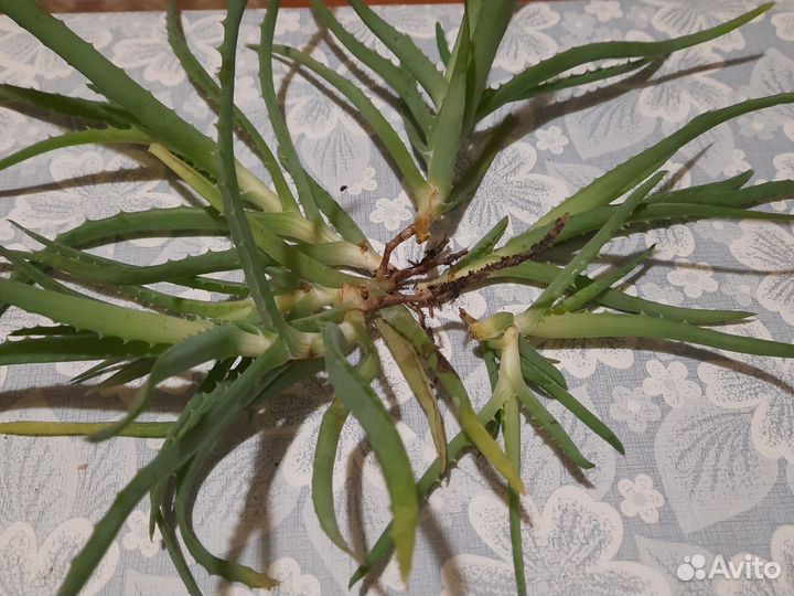 Комнатные цветы толстянка