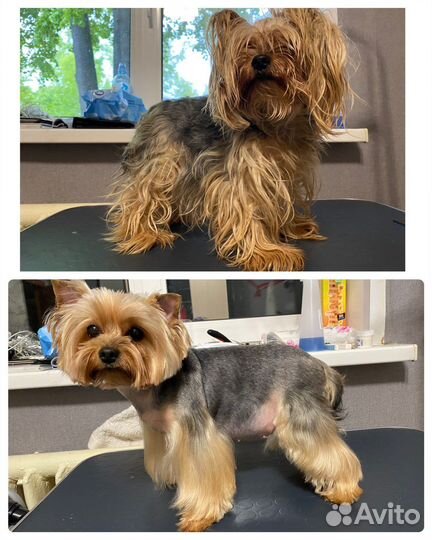 Груминг (стрижка собак и кошек)