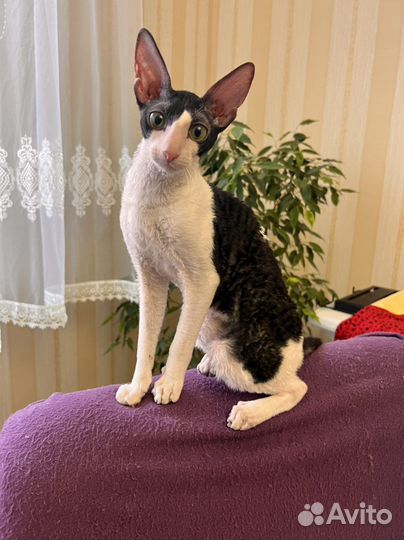 Корниш-рекс