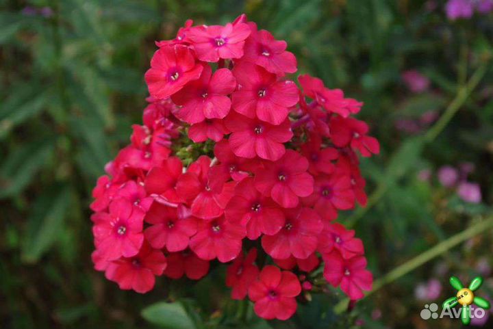 Флоксы и другие растения