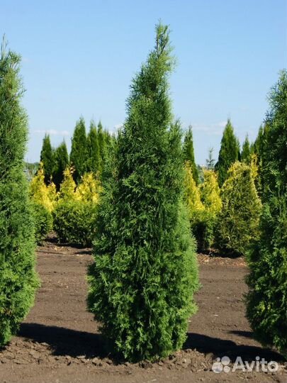 Туя Брабант, Смарагд и шаровидная Little Giant