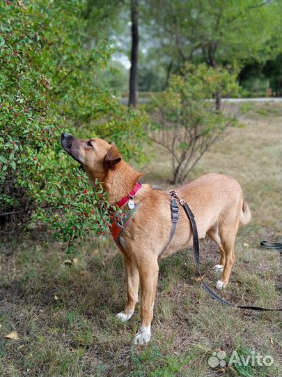 Айова собака