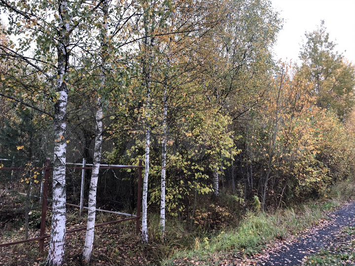 Участок 11,7 сот. (СНТ, ДНП)