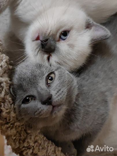 Шотландские котята