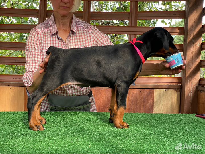 Щенки добермана