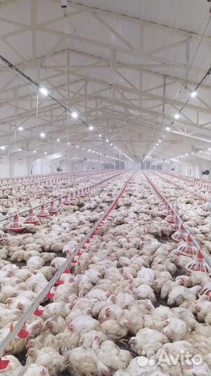 Курица (Бройлер) живком