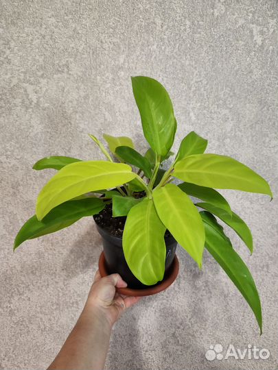 Комнатные растения разные